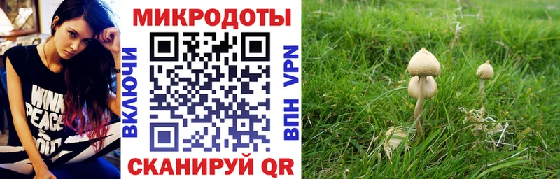 Псилоцибиновые грибы Psilocybe  Купить закладки  Балабаново 
